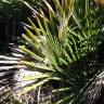 Fotografia 14 da espécie Chamaerops humilis do Jardim Botânico UTAD