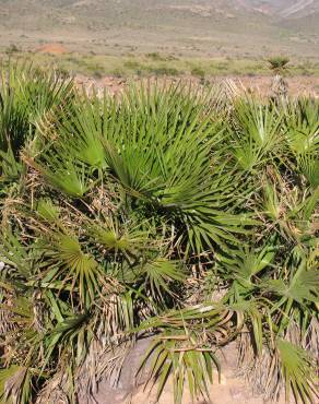 Fotografia 15 da espécie Chamaerops humilis no Jardim Botânico UTAD