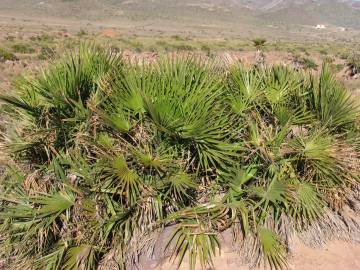 Fotografia da espécie Chamaerops humilis