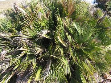 Fotografia da espécie Chamaerops humilis