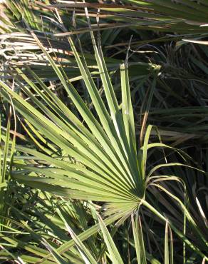 Fotografia 18 da espécie Chamaerops humilis no Jardim Botânico UTAD