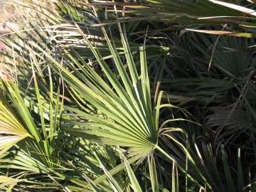 Fotografia da espécie Chamaerops humilis