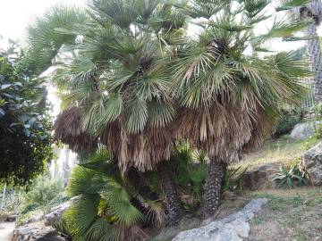 Fotografia da espécie Chamaerops humilis