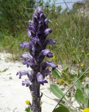 Fotografia da espécie Orobanche lavandulacea