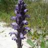 Fotografia 1 da espécie Orobanche lavandulacea do Jardim Botânico UTAD