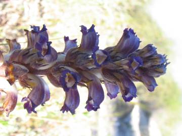 Fotografia da espécie Orobanche lavandulacea