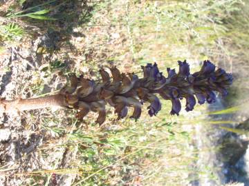 Fotografia da espécie Orobanche lavandulacea