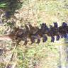 Fotografia 3 da espécie Orobanche lavandulacea do Jardim Botânico UTAD