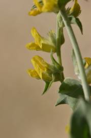 Fotografia da espécie Anthyllis cytisoides