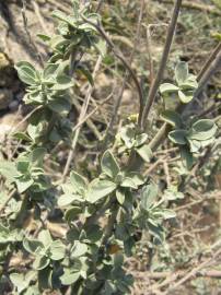 Fotografia da espécie Anthyllis cytisoides