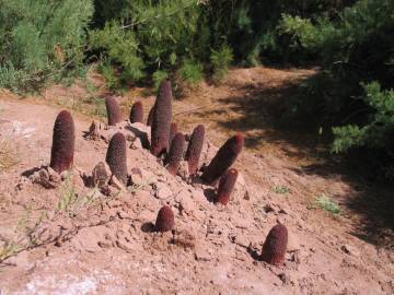 Fotografia da espécie Cynomorium coccineum