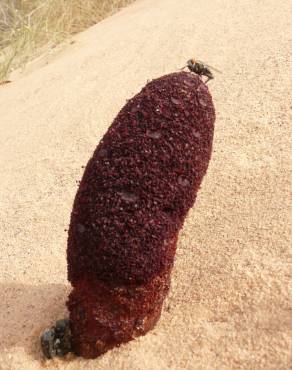 Fotografia 3 da espécie Cynomorium coccineum no Jardim Botânico UTAD