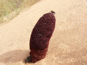 Fotografia da espécie Cynomorium coccineum