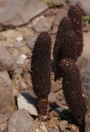 Fotografia da espécie Cynomorium coccineum