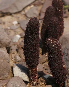 Fotografia 8 da espécie Cynomorium coccineum no Jardim Botânico UTAD