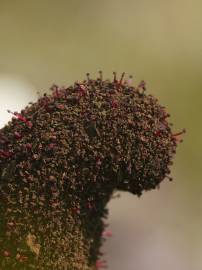 Fotografia da espécie Cynomorium coccineum