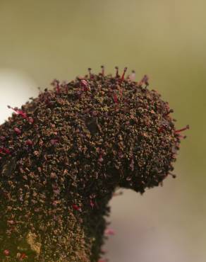 Fotografia 9 da espécie Cynomorium coccineum no Jardim Botânico UTAD