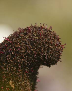 Fotografia 9 da espécie Cynomorium coccineum no Jardim Botânico UTAD