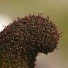 Fotografia 9 da espécie Cynomorium coccineum do Jardim Botânico UTAD