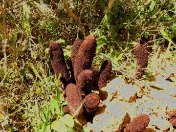 Fotografia da espécie Cynomorium coccineum