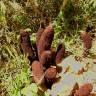 Fotografia 10 da espécie Cynomorium coccineum do Jardim Botânico UTAD