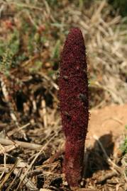 Fotografia da espécie Cynomorium coccineum