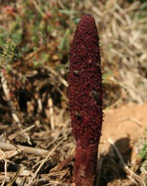 Fotografia 12 da espécie Cynomorium coccineum no Jardim Botânico UTAD