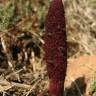 Fotografia 12 da espécie Cynomorium coccineum do Jardim Botânico UTAD