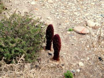 Fotografia da espécie Cynomorium coccineum