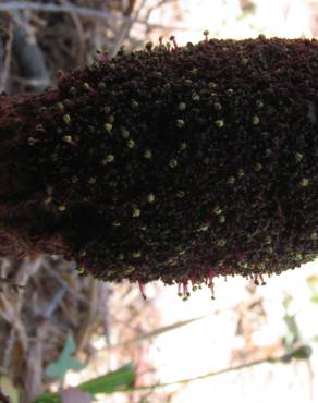 Fotografia 15 da espécie Cynomorium coccineum no Jardim Botânico UTAD