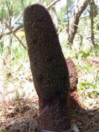 Fotografia da espécie Cynomorium coccineum