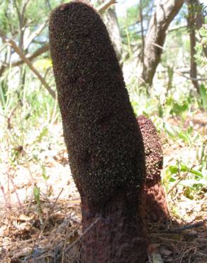 Fotografia 16 da espécie Cynomorium coccineum no Jardim Botânico UTAD