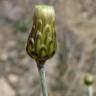 Fotografia 9 da espécie Phagnalon rupestre do Jardim Botânico UTAD