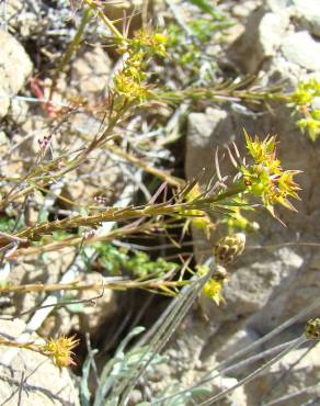 Fotografia 6 da espécie Euphorbia exigua subesp. exigua no Jardim Botânico UTAD