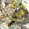 Fotografia 6 da espécie Euphorbia exigua subesp. exigua do Jardim Botânico UTAD