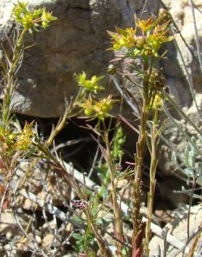 Fotografia 7 da espécie Euphorbia exigua subesp. exigua no Jardim Botânico UTAD