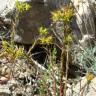 Fotografia 7 da espécie Euphorbia exigua subesp. exigua do Jardim Botânico UTAD