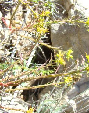 Fotografia 8 da espécie Euphorbia exigua subesp. exigua no Jardim Botânico UTAD