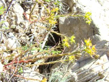 Fotografia da espécie Euphorbia exigua subesp. exigua