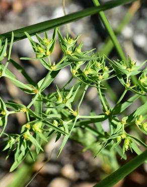 Fotografia 9 da espécie Euphorbia exigua subesp. exigua no Jardim Botânico UTAD