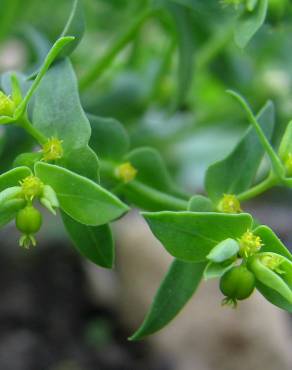 Fotografia 10 da espécie Euphorbia exigua subesp. exigua no Jardim Botânico UTAD