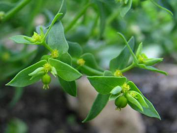 Fotografia da espécie Euphorbia exigua subesp. exigua