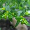 Fotografia 10 da espécie Euphorbia exigua subesp. exigua do Jardim Botânico UTAD
