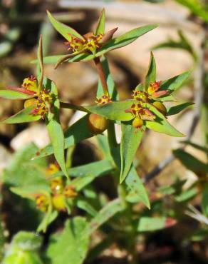 Fotografia 11 da espécie Euphorbia exigua subesp. exigua no Jardim Botânico UTAD