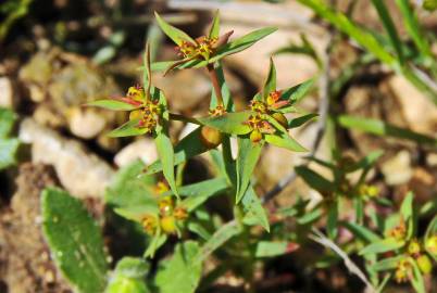 Fotografia da espécie Euphorbia exigua subesp. exigua