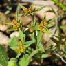 Fotografia 11 da espécie Euphorbia exigua subesp. exigua do Jardim Botânico UTAD