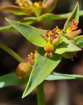 Fotografia 12 da espécie Euphorbia exigua subesp. exigua no Jardim Botânico UTAD
