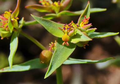 Fotografia da espécie Euphorbia exigua subesp. exigua