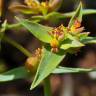 Fotografia 12 da espécie Euphorbia exigua subesp. exigua do Jardim Botânico UTAD