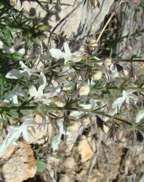 Fotografia 15 da espécie Teucrium pseudochamaepitys no Jardim Botânico UTAD